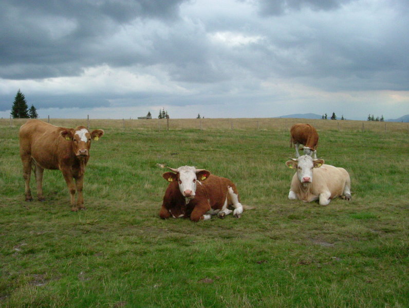 Agriculture